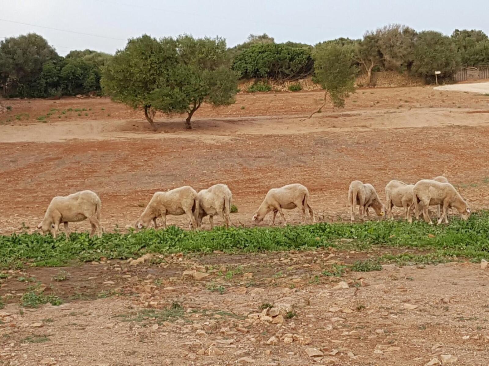 Agroturismo Santa Mariana Alaior Ngoại thất bức ảnh